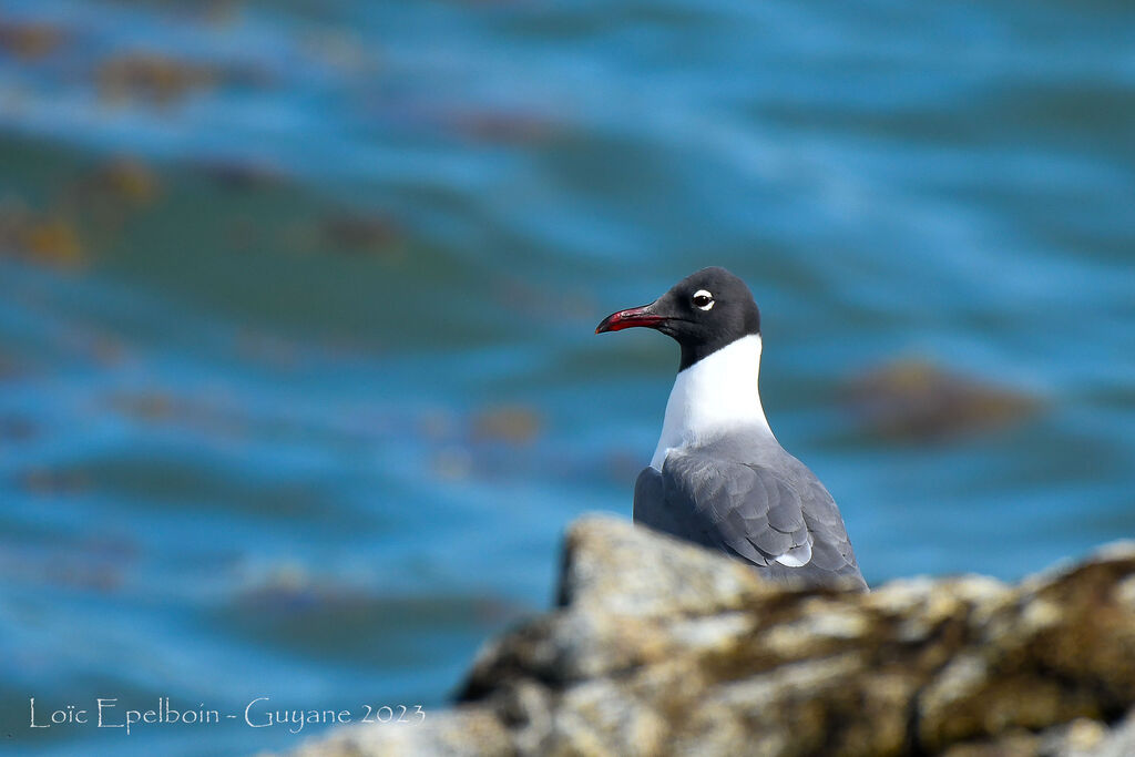 Mouette atricille