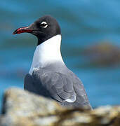 Laughing Gull