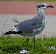 Laughing Gull