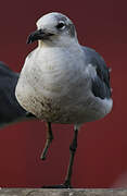 Mouette atricille