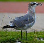 Mouette atricille