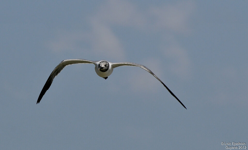 Laughing Gull