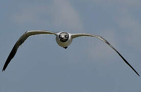 Mouette atricille