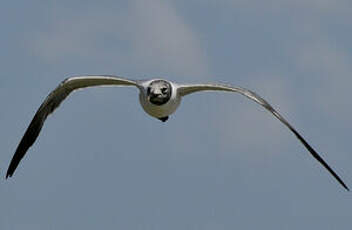 Mouette atricille