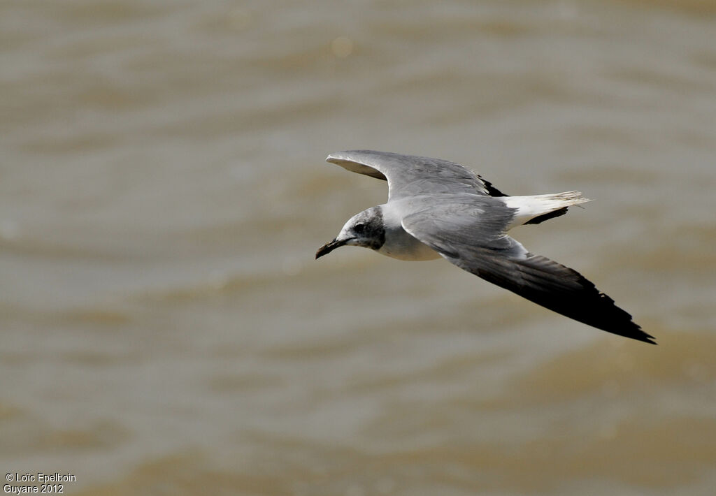 Laughing Gull