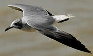 Mouette atricille