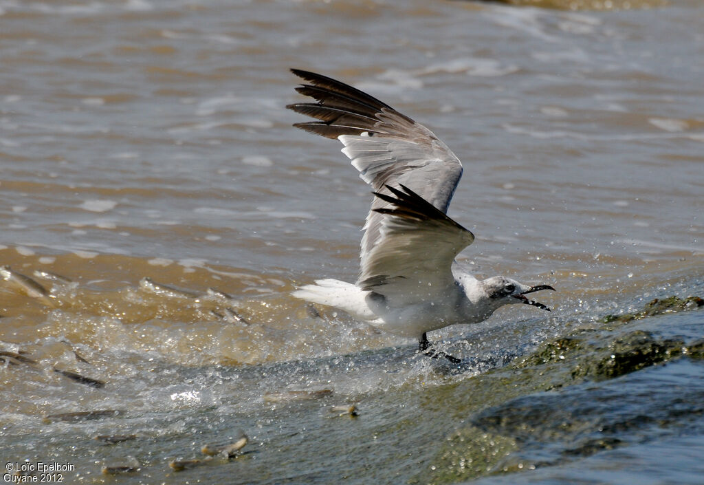 Mouette atricille