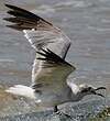 Mouette atricille