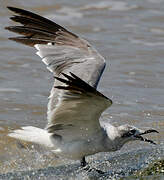 Laughing Gull