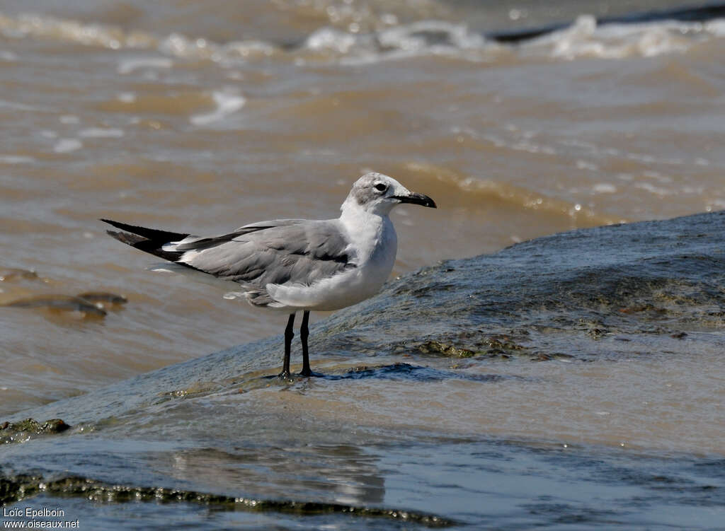 Laughing GullSecond year, identification