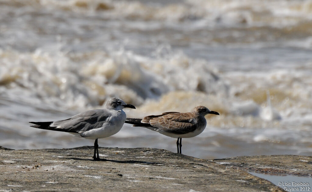 Laughing Gull