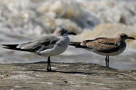 Mouette atricille