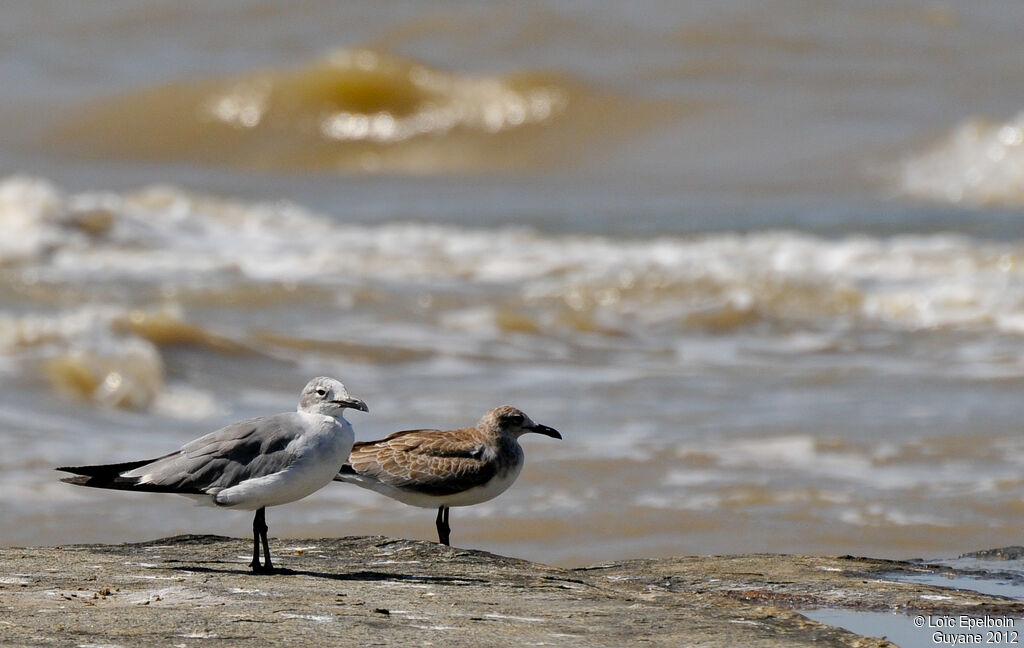 Laughing Gull