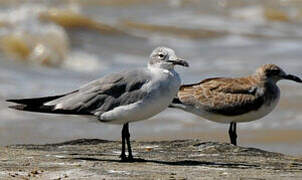 Laughing Gull