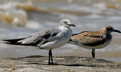 Mouette atricille