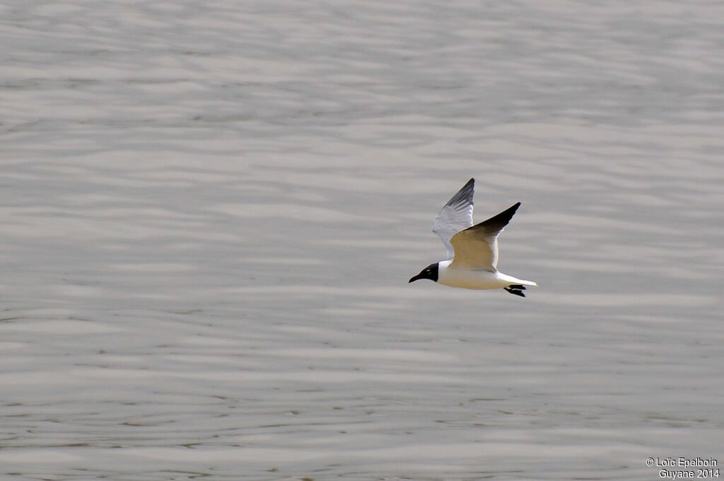 Laughing Gull