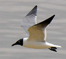 Mouette atricille