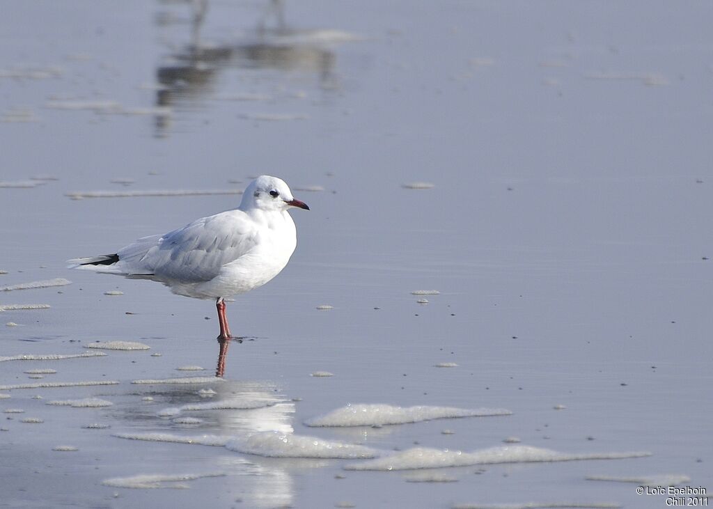 Mouette de Patagonie