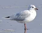 Mouette de Patagonie