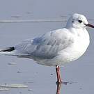 Mouette de Patagonie