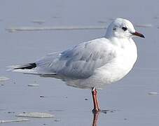 Brown-hooded Gull