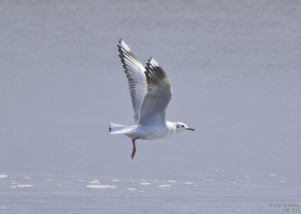 Mouette de Patagonie