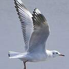 Mouette de Patagonie