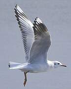 Brown-hooded Gull