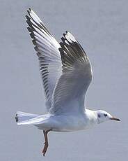 Mouette de Patagonie