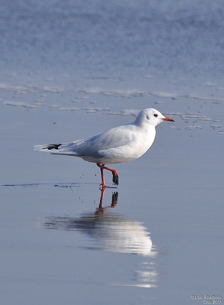 Brown-hooded Gull