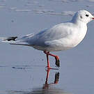 Mouette de Patagonie