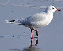 Brown-hooded Gull