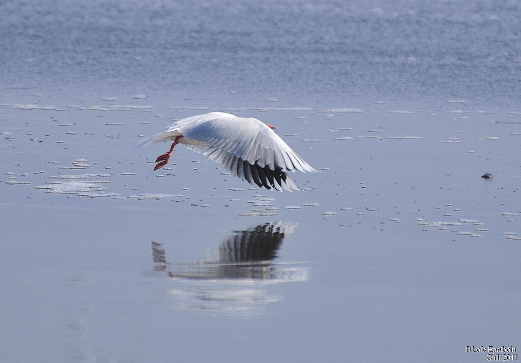 Mouette de Patagonie