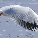 Mouette de Patagonie