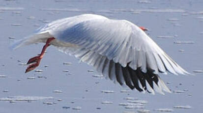 Mouette de Patagonie