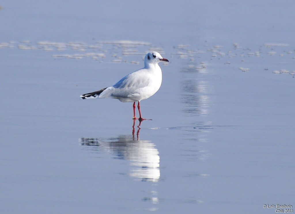 Brown-hooded Gull