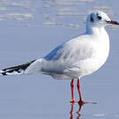 Mouette de Patagonie