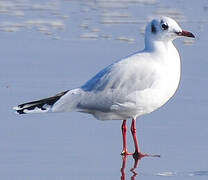 Brown-hooded Gull