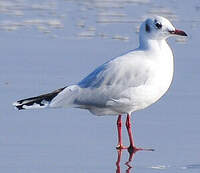 Mouette de Patagonie