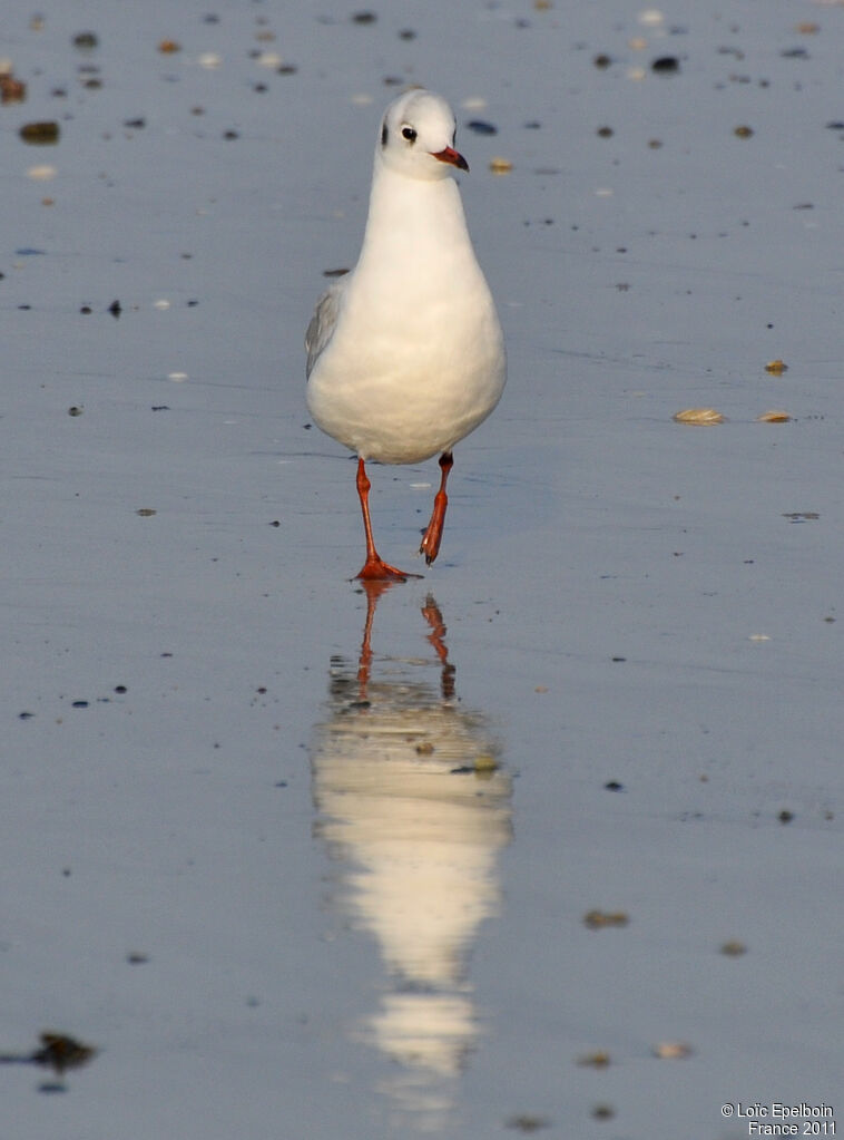 Black-headed Gull