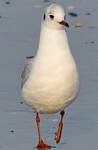 Mouette rieuse