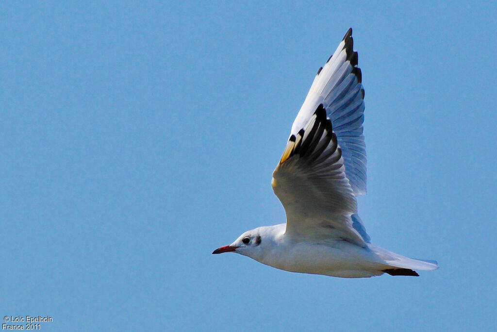 Mouette rieuse