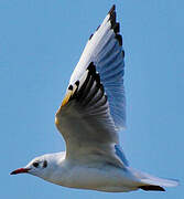 Black-headed Gull