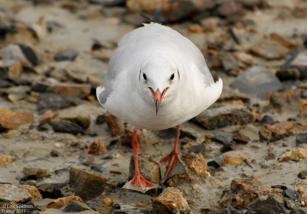 Black-headed Gull