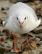 Mouette rieuse