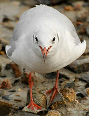 Mouette rieuse