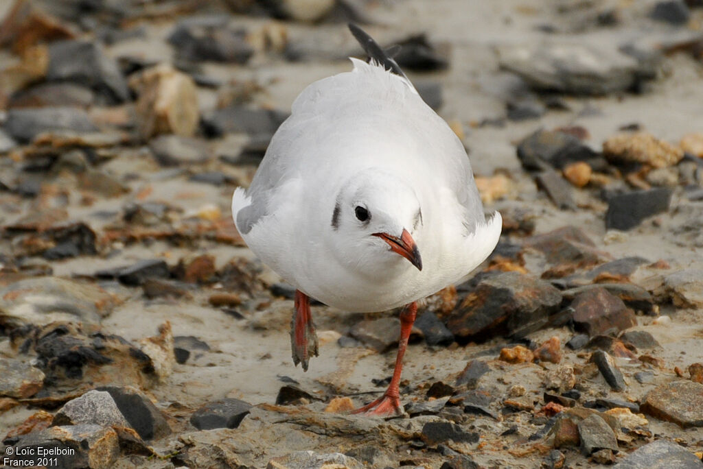 Mouette rieuse