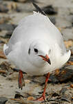 Mouette rieuse
