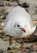 Black-headed Gull