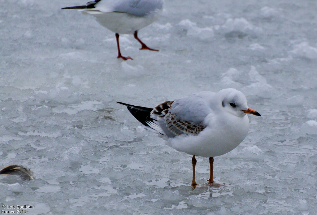 Mouette rieuse